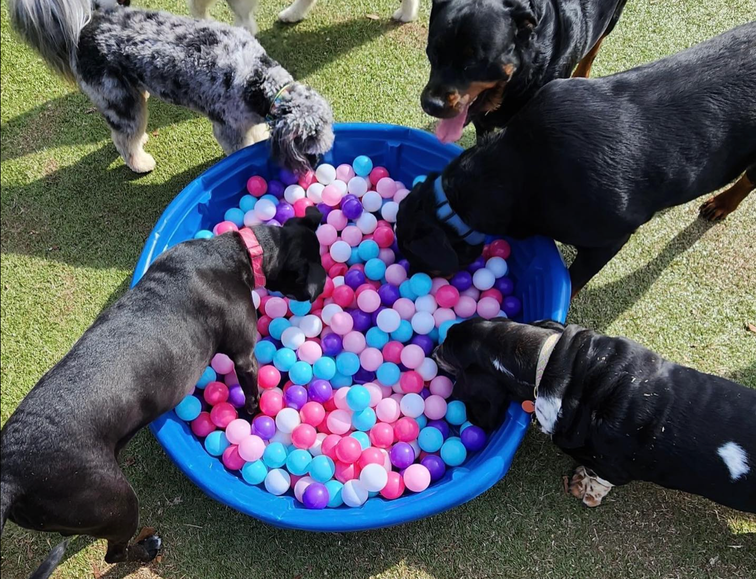 Dog hotel best sale daycare