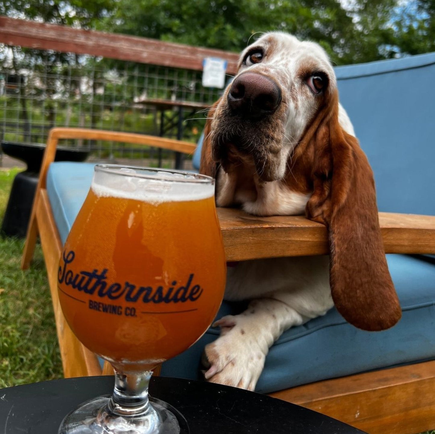 Southernside Brewing Co DogFriendly Brewery Bringing the Best of