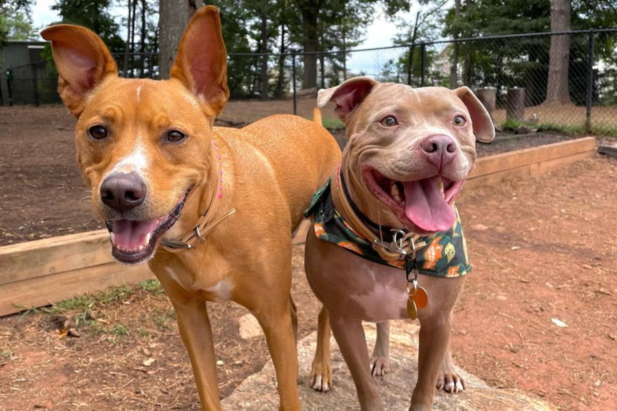 Exploring Greenville's Dog Parks with Your Furry Friend. Let's Play