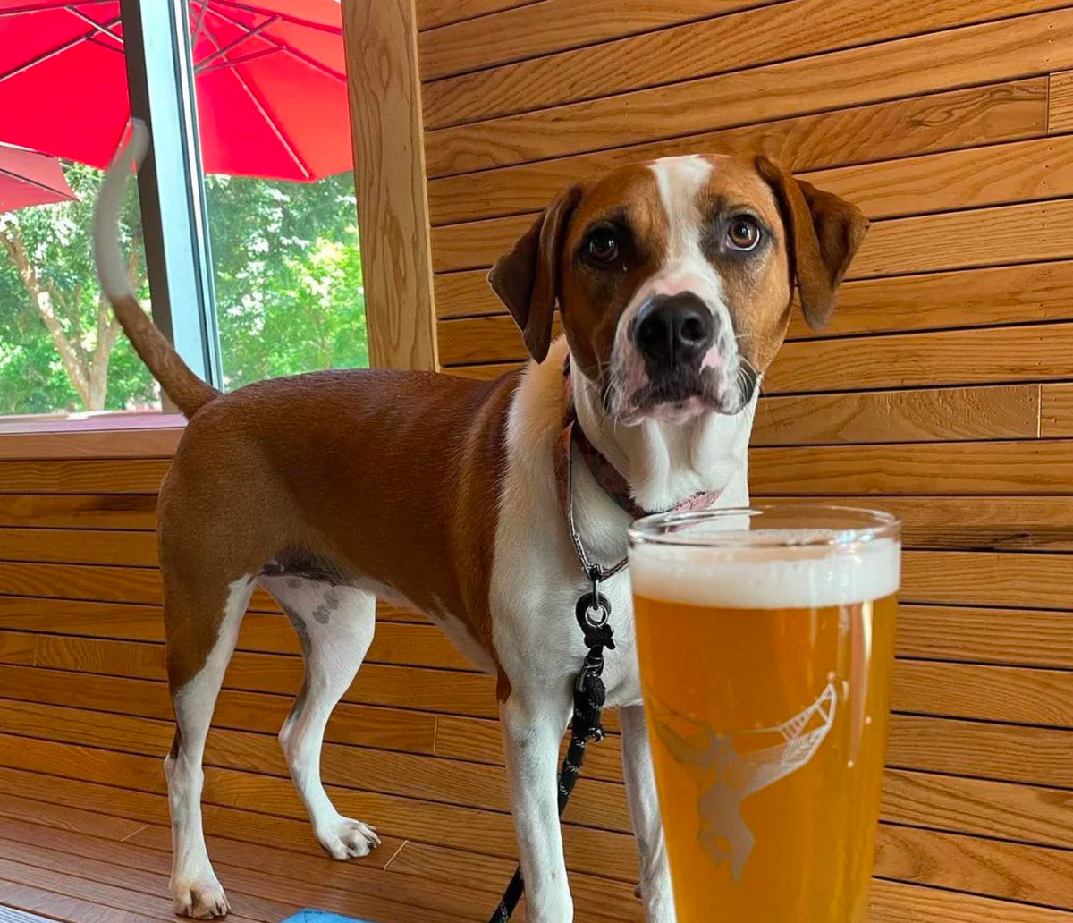 The Whale GVL DogFriendly Brewery in Greenville South Carolina Good