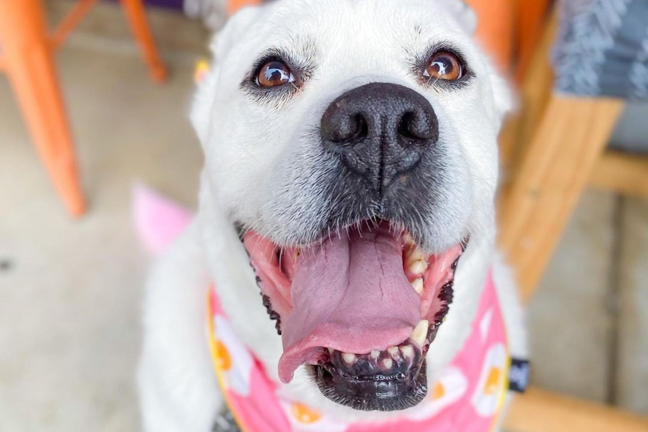 The Bohemian Cafe A DogFriendly Restaurant in Greenville Good Dogs