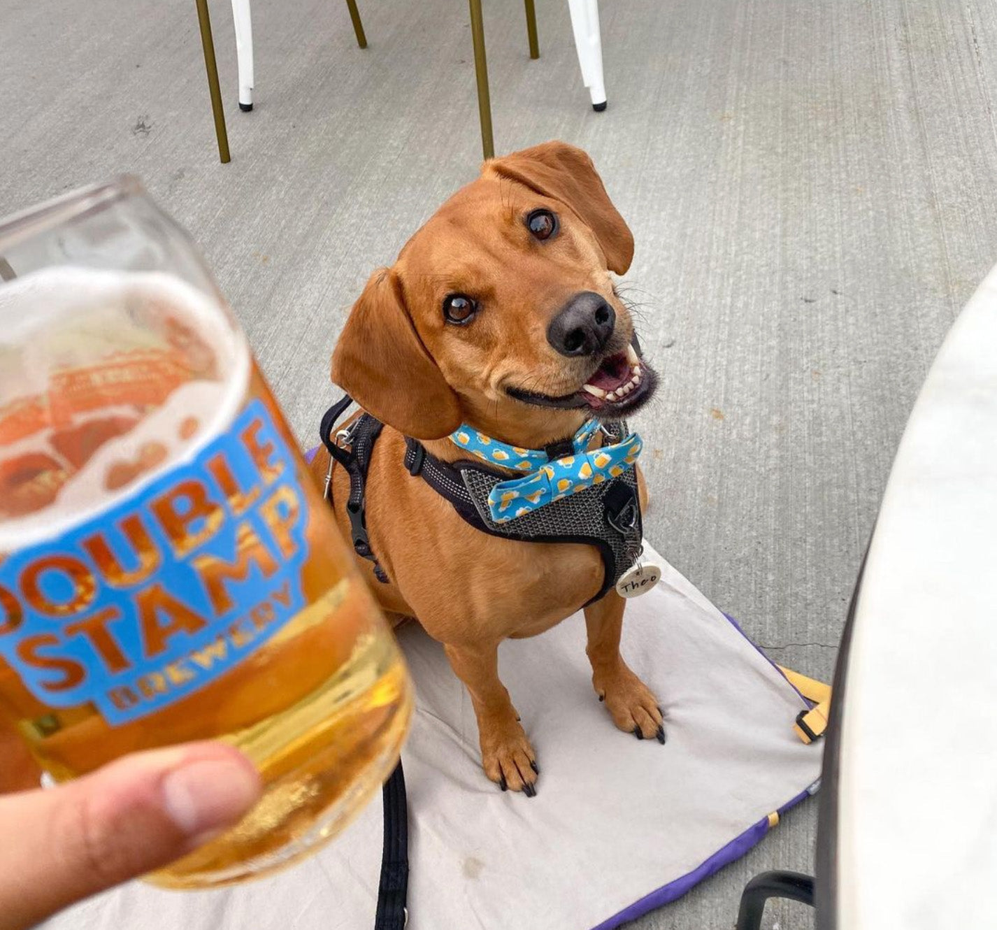 Double Stamp Brewery DogFriendly Brewery in Greenville SC Good Dogs