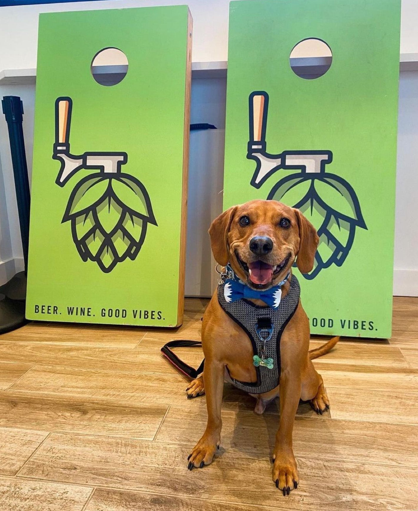 Hoppin' A SelfPour DogFriendly Brewery in Greenville's West En