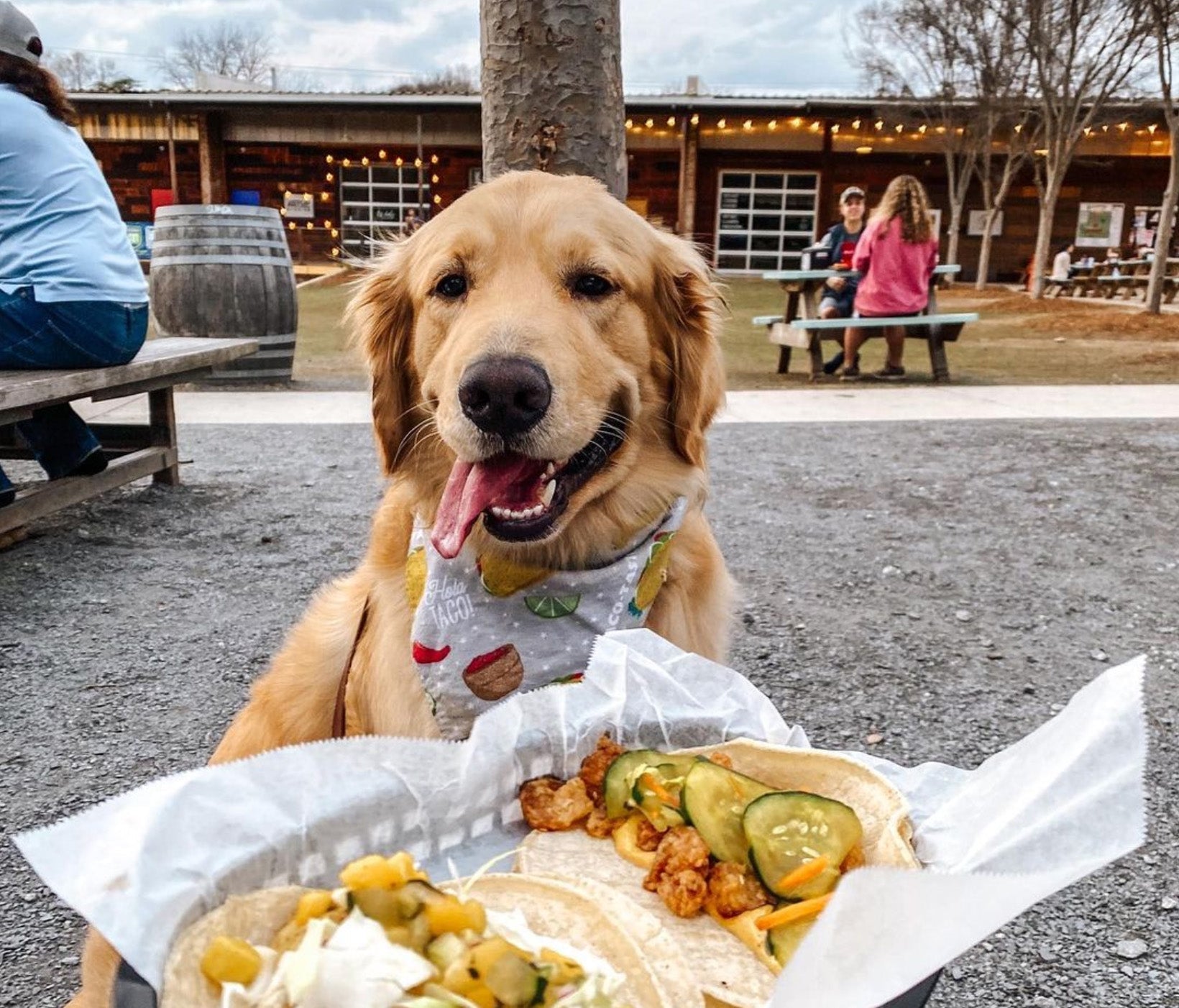 Can dogs shops eat tacos