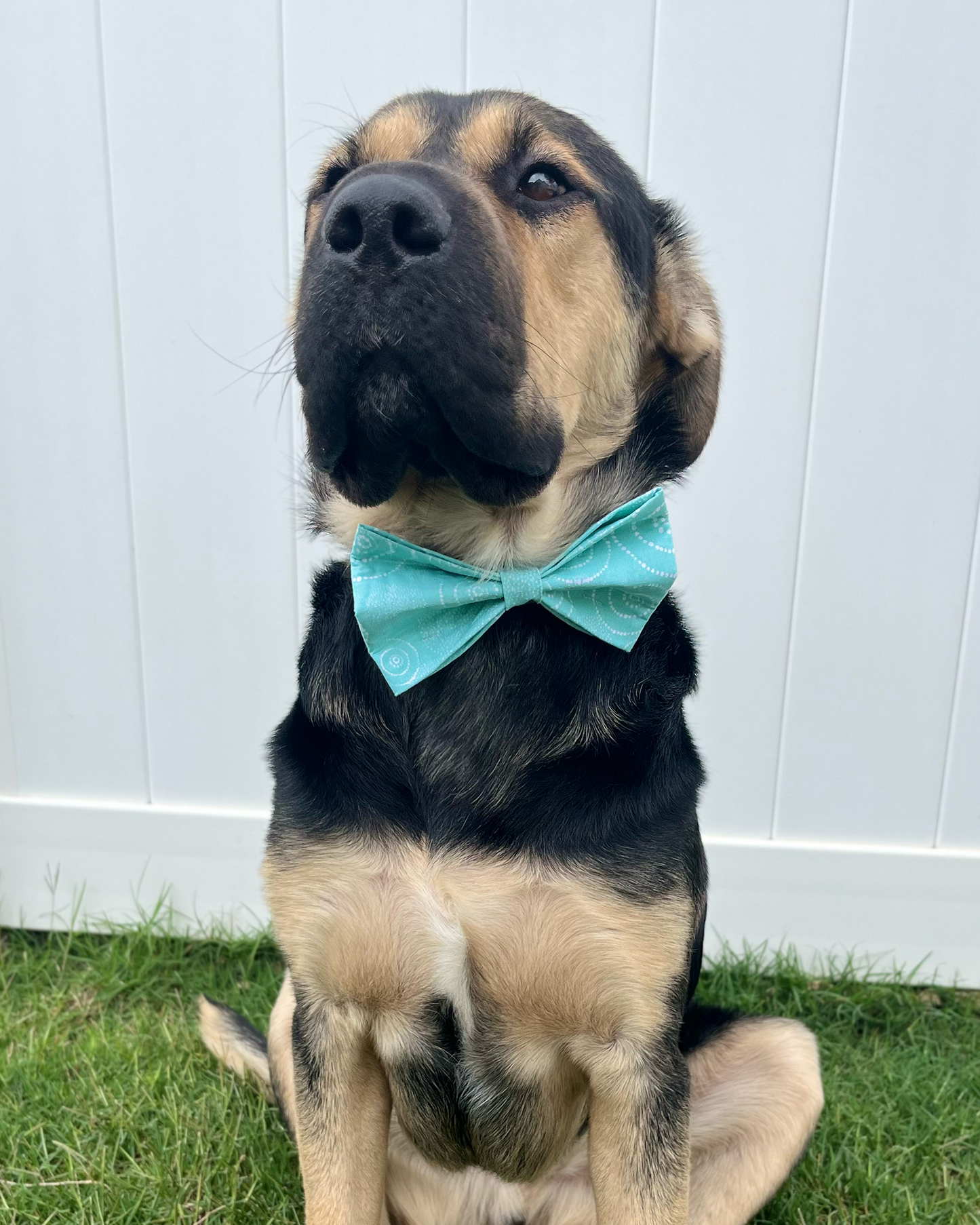 Aqua Cascade Bow Tie