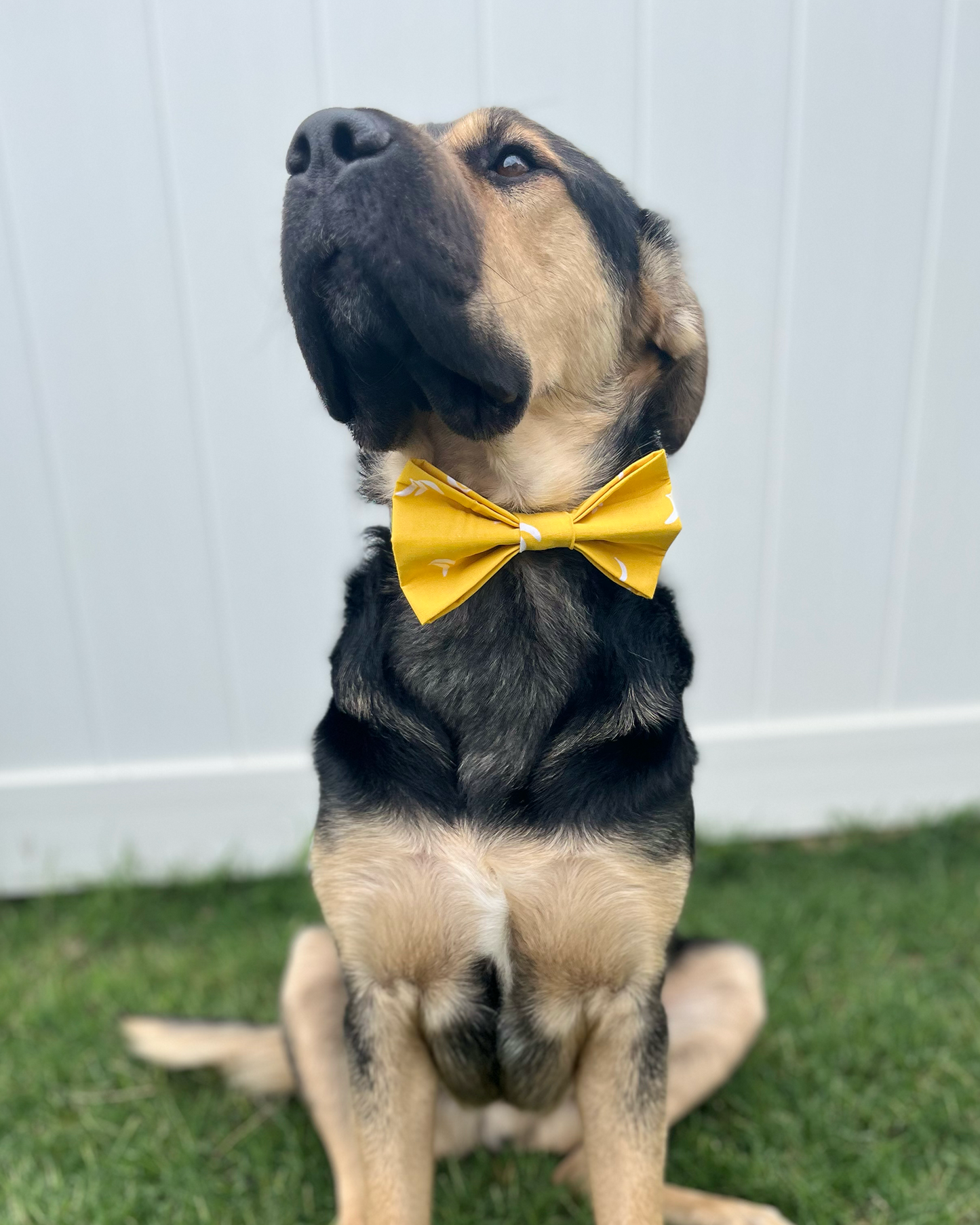 Banaynay Bow Tie