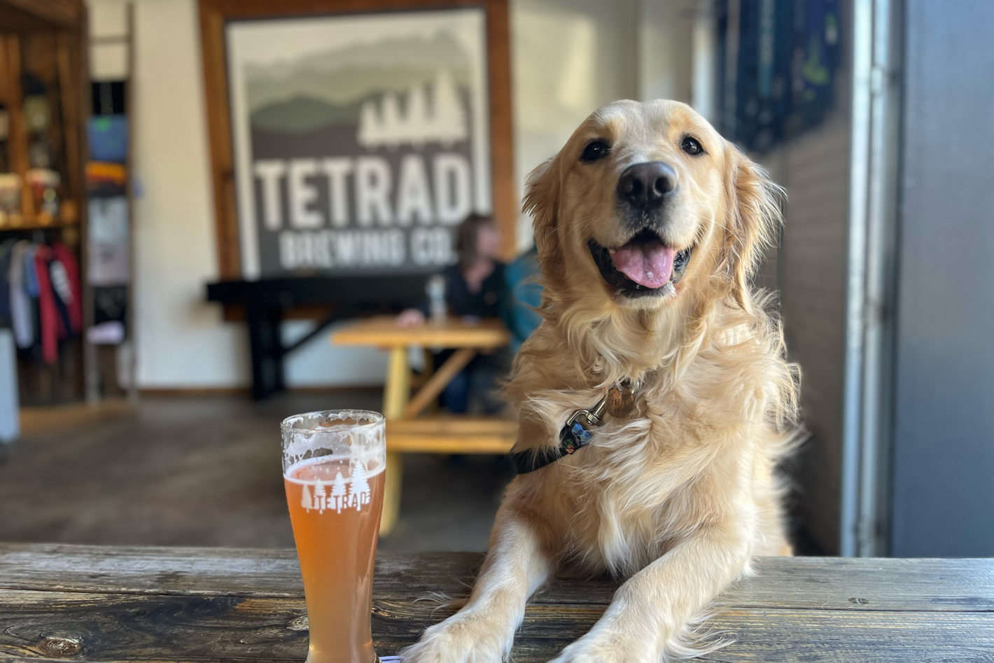 Explore the best dog friendly breweries in Greenville, South Carolina
