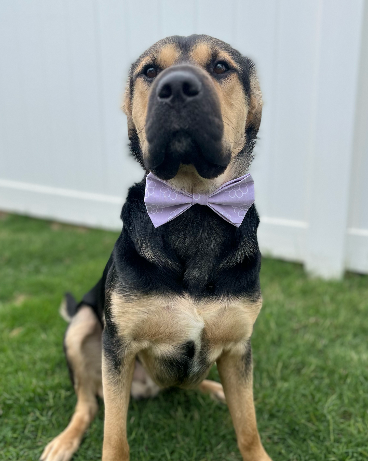 Happy Daisies Bow Tie