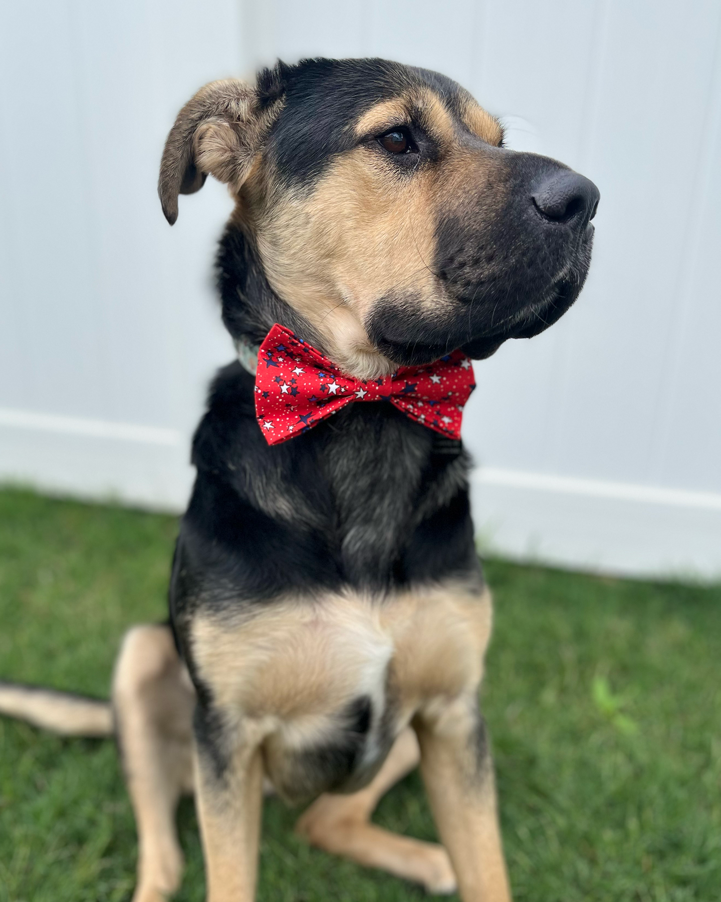 Starry Salute Bow Tie