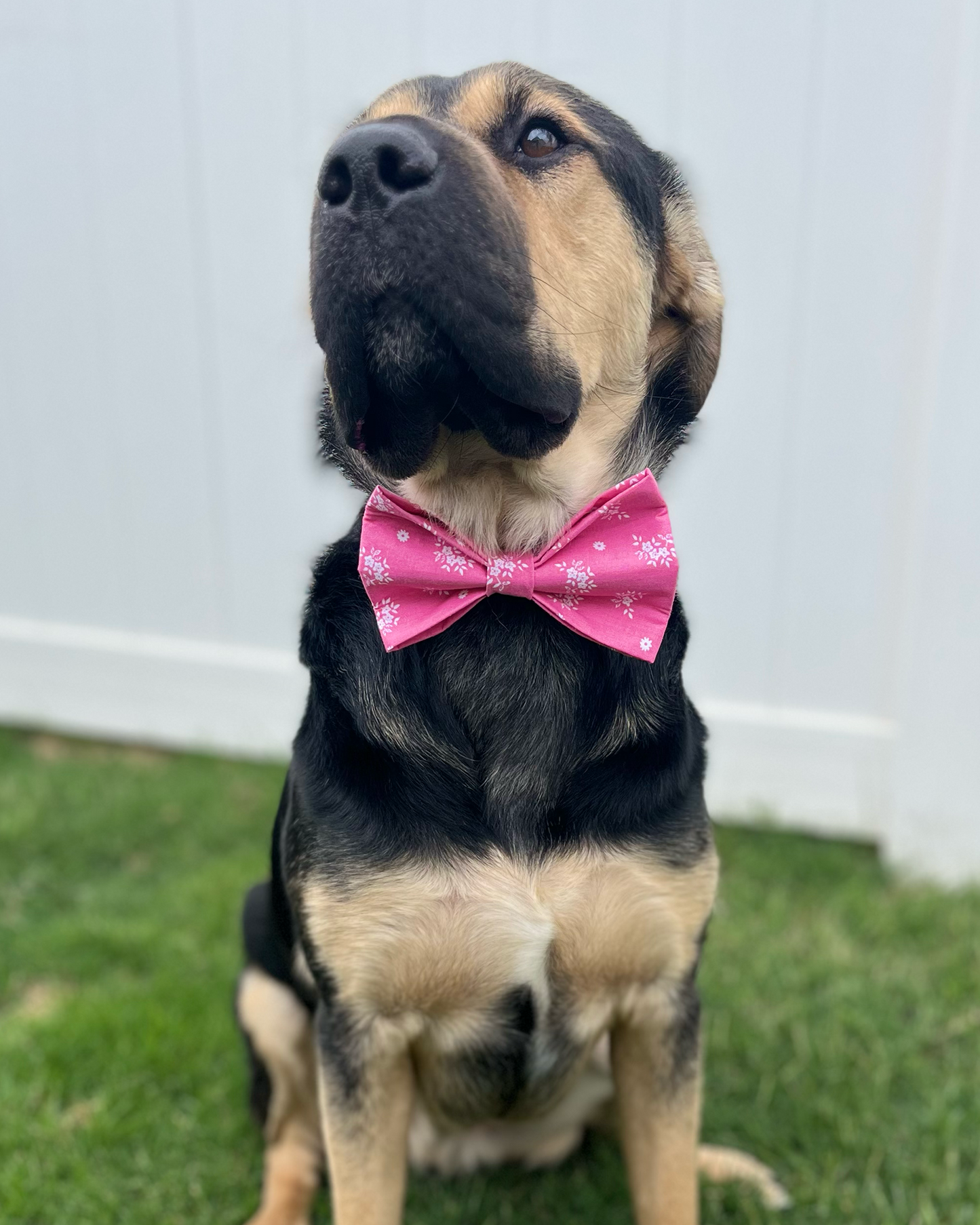 Pretty in Pink Bow Tie