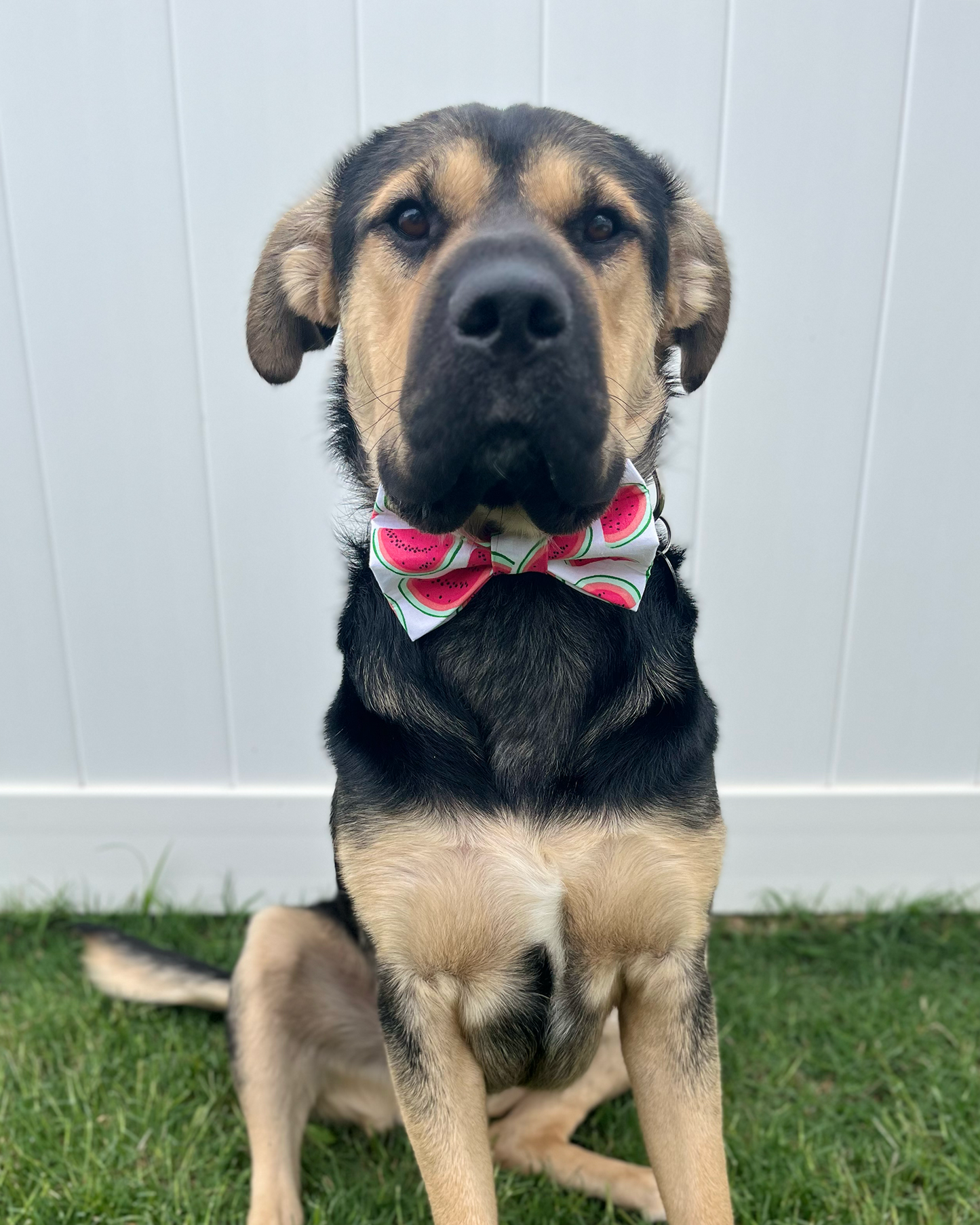 Sweet Like Summer Watermelon Bow Tie