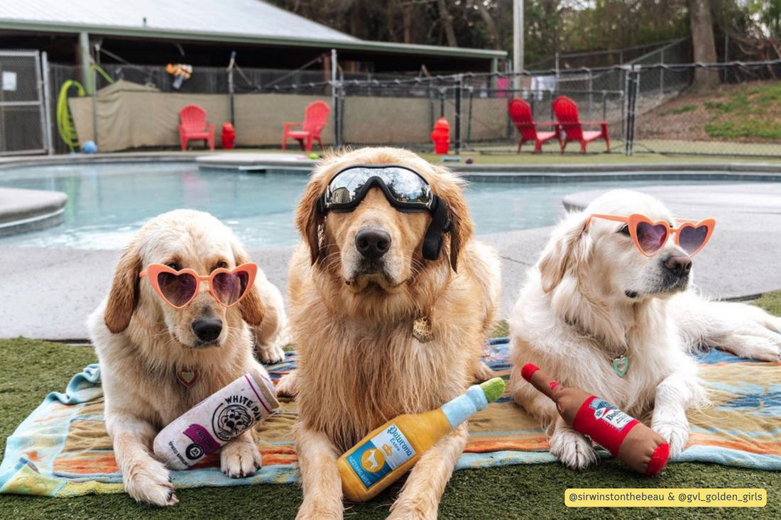 Top Dog Pool Club: Dive Into Fun in Greenville, SC