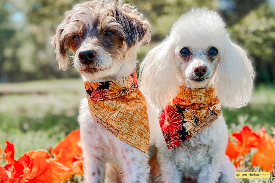 Piper Paws Boutique Handmade Pet Accessories with Love and Care