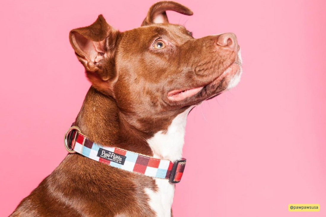 Paw paws top dog collars