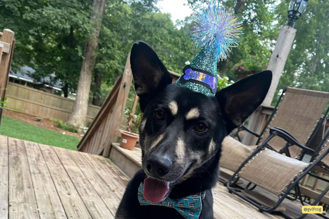 Party Hats by Shayna: Stylish Hats to Celebrate Your Pet's Special Day
