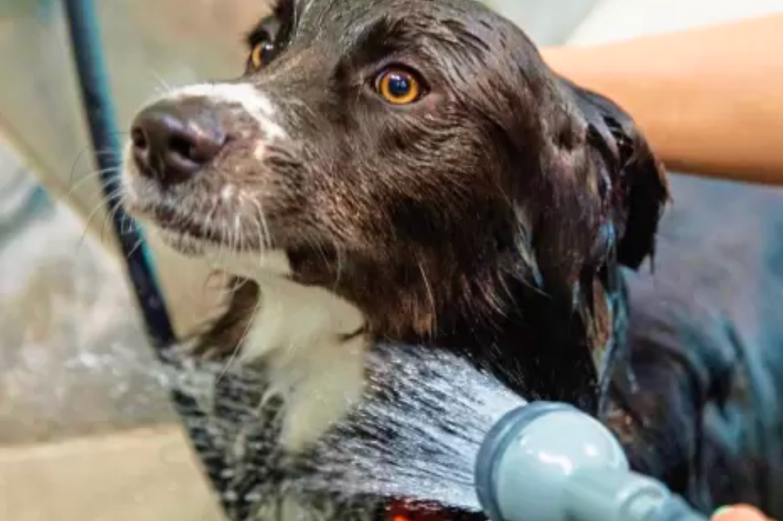 Pet Supermarket's Self-Serve Dog Wash Stations: Easy and Affordable Dog Washing