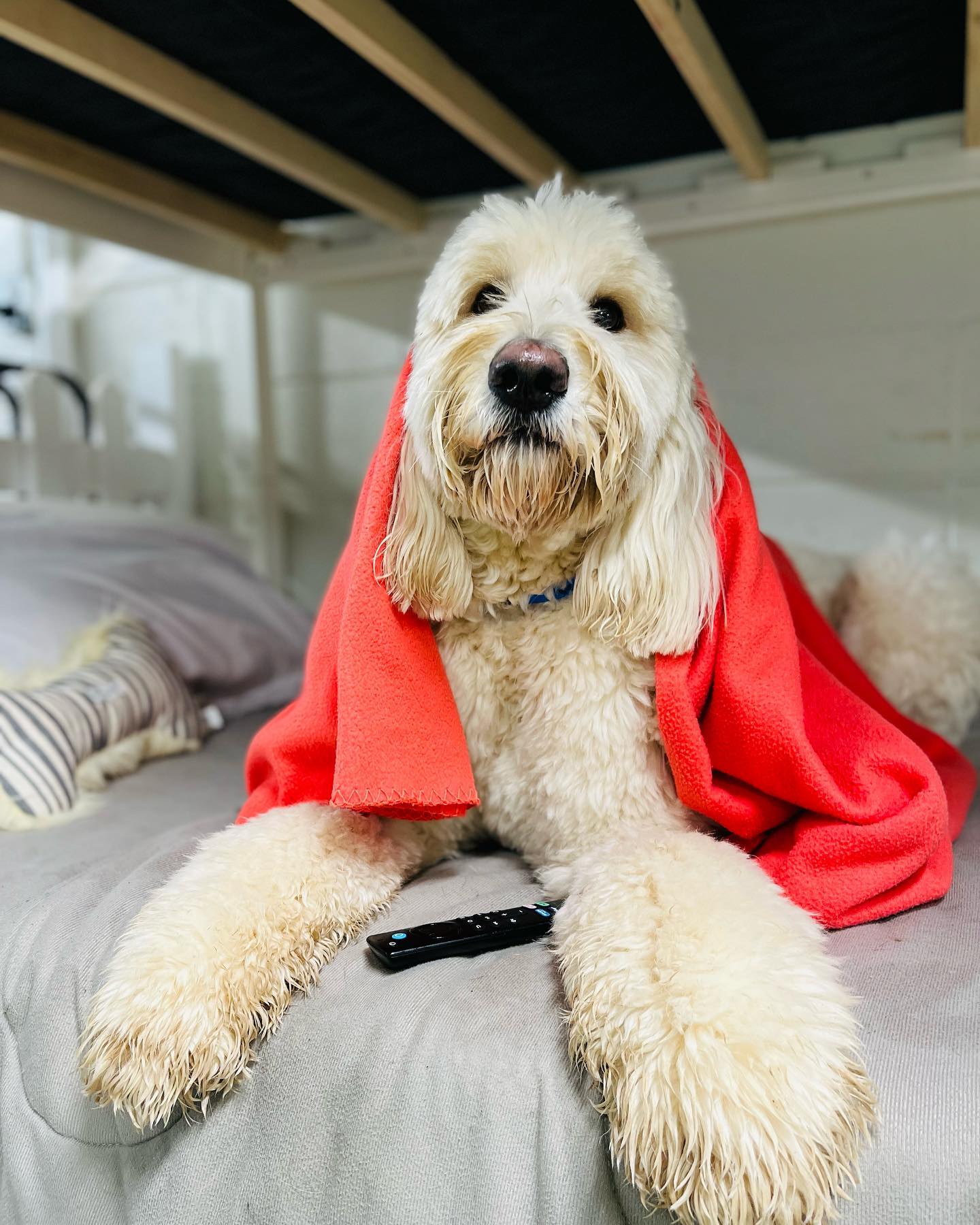 Best place to outlet board your dog