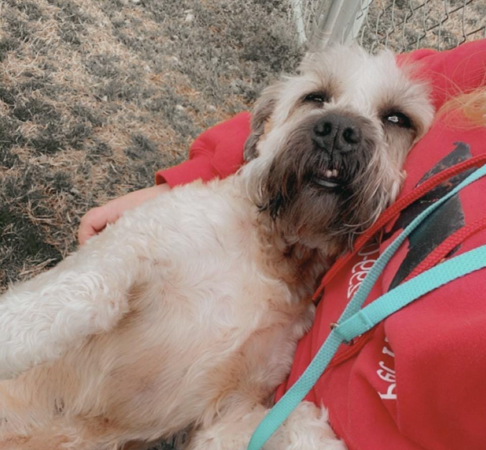 Dog Boarding Good Dogs Of Greenville