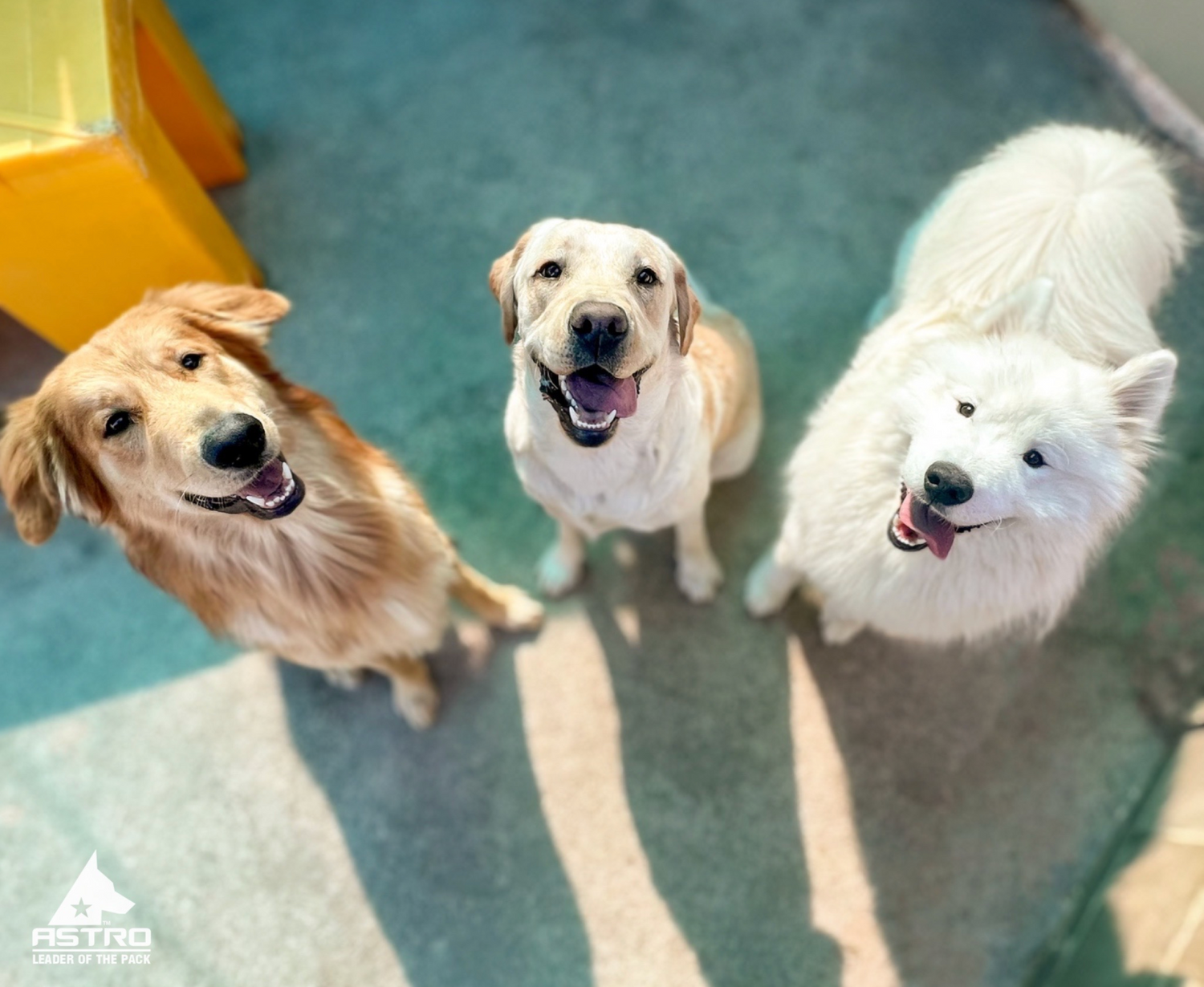 Astro Kennels Doggy Daycare Unleash Your Dog's Energy Good Dogs Of Greenville