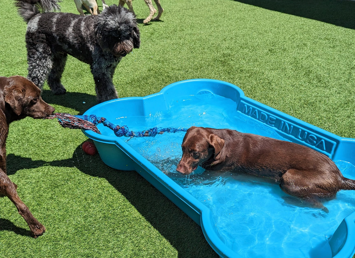 Good dog doggy 2024 daycare