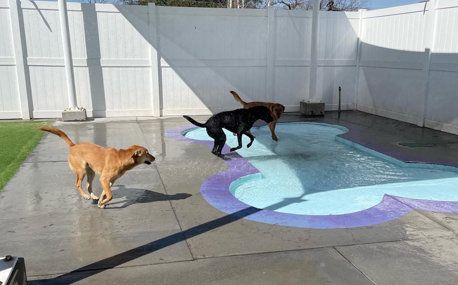 PetSuites Fun-Filled Doggy Daycare: Pamper Your Pup – Good Dogs Of