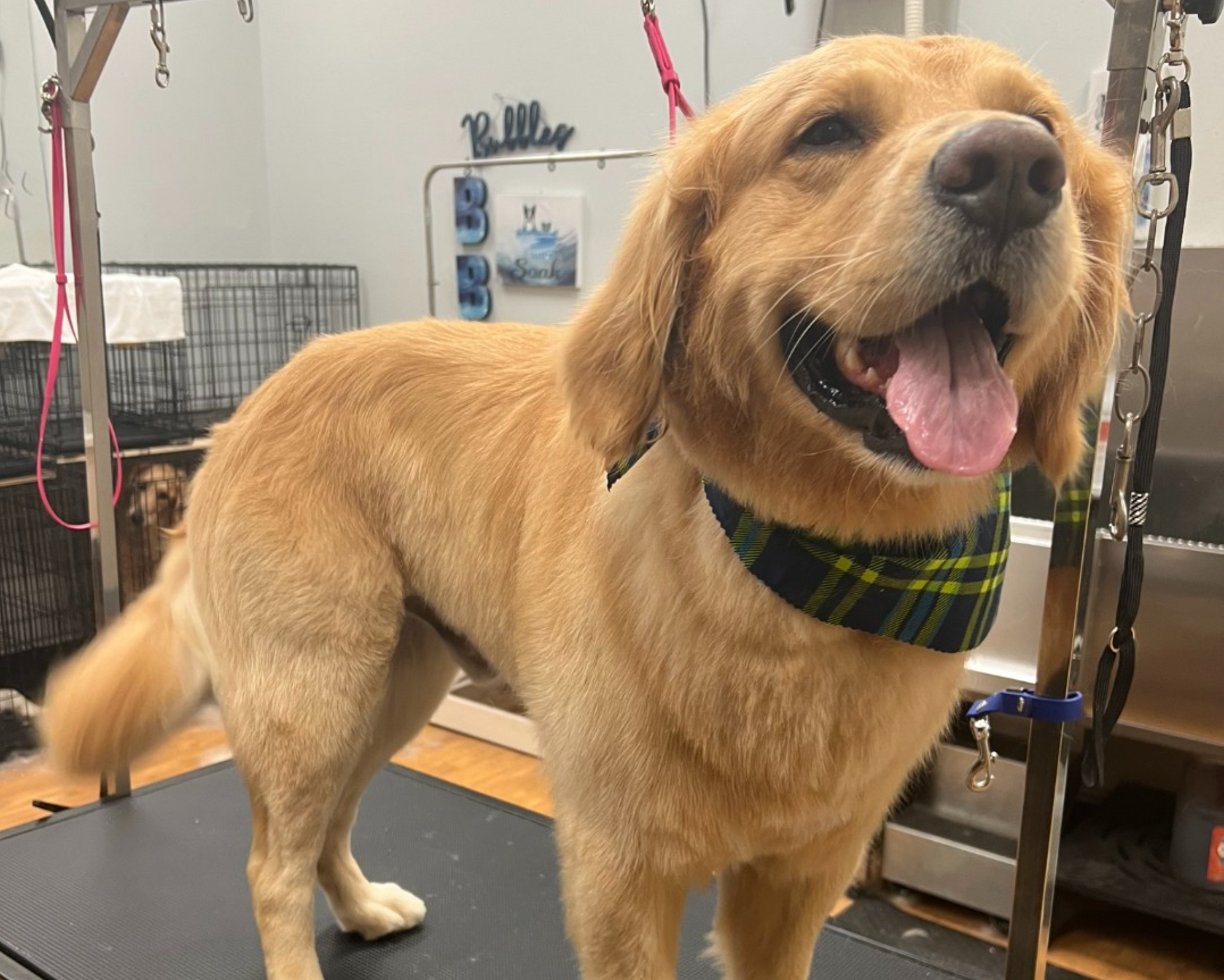 The barkery hot sale dog grooming