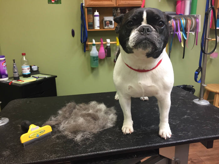 Earthwise cheap dog grooming