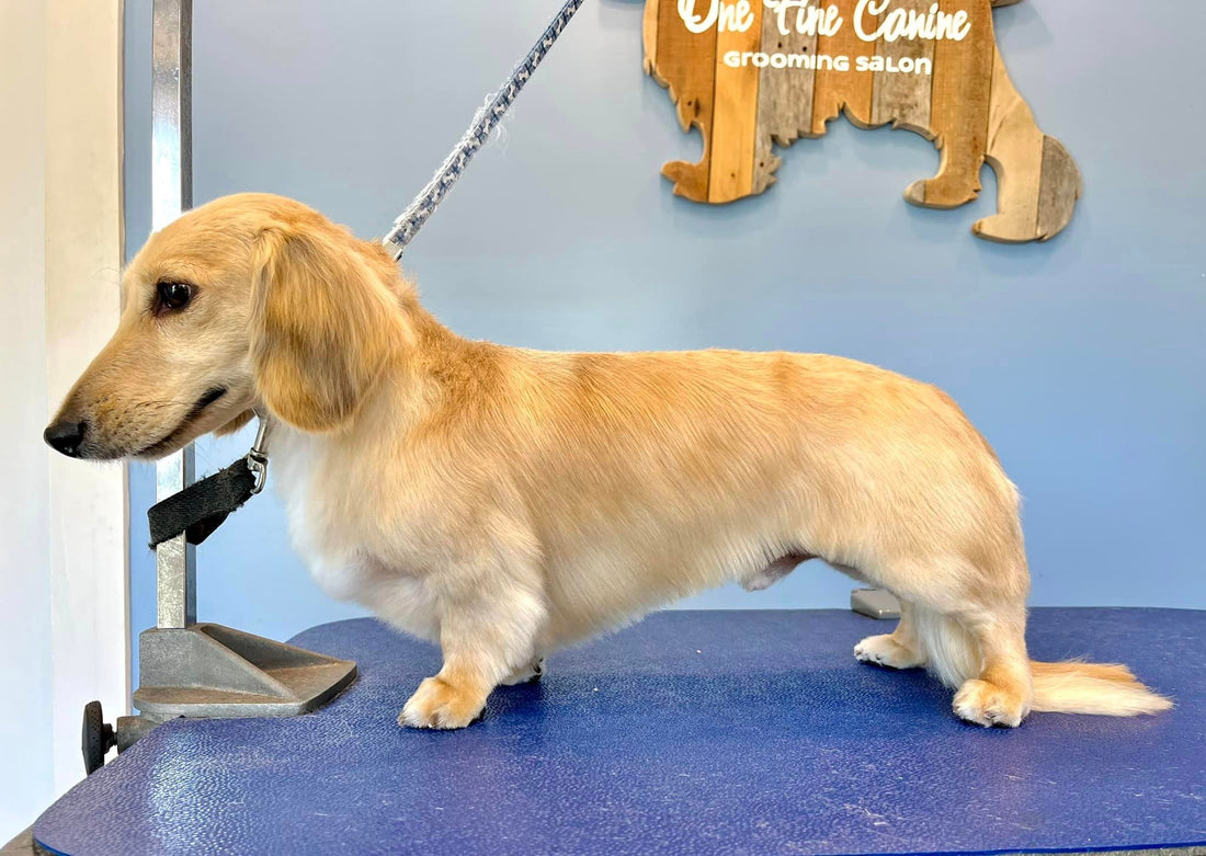 Dog Grooming at One Fine Canine in Greenville South Carolina
