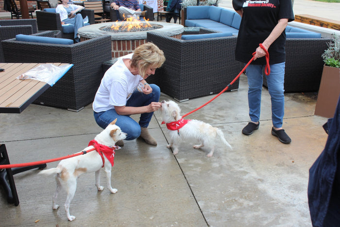 are dogs allowed in restaurants in south carolina