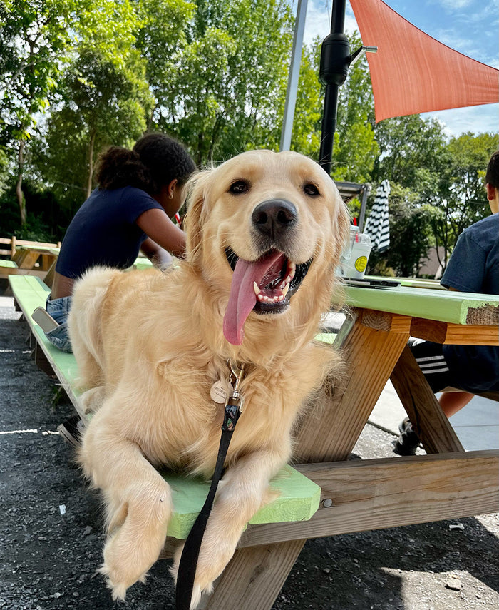 are dogs allowed in restaurants in south carolina