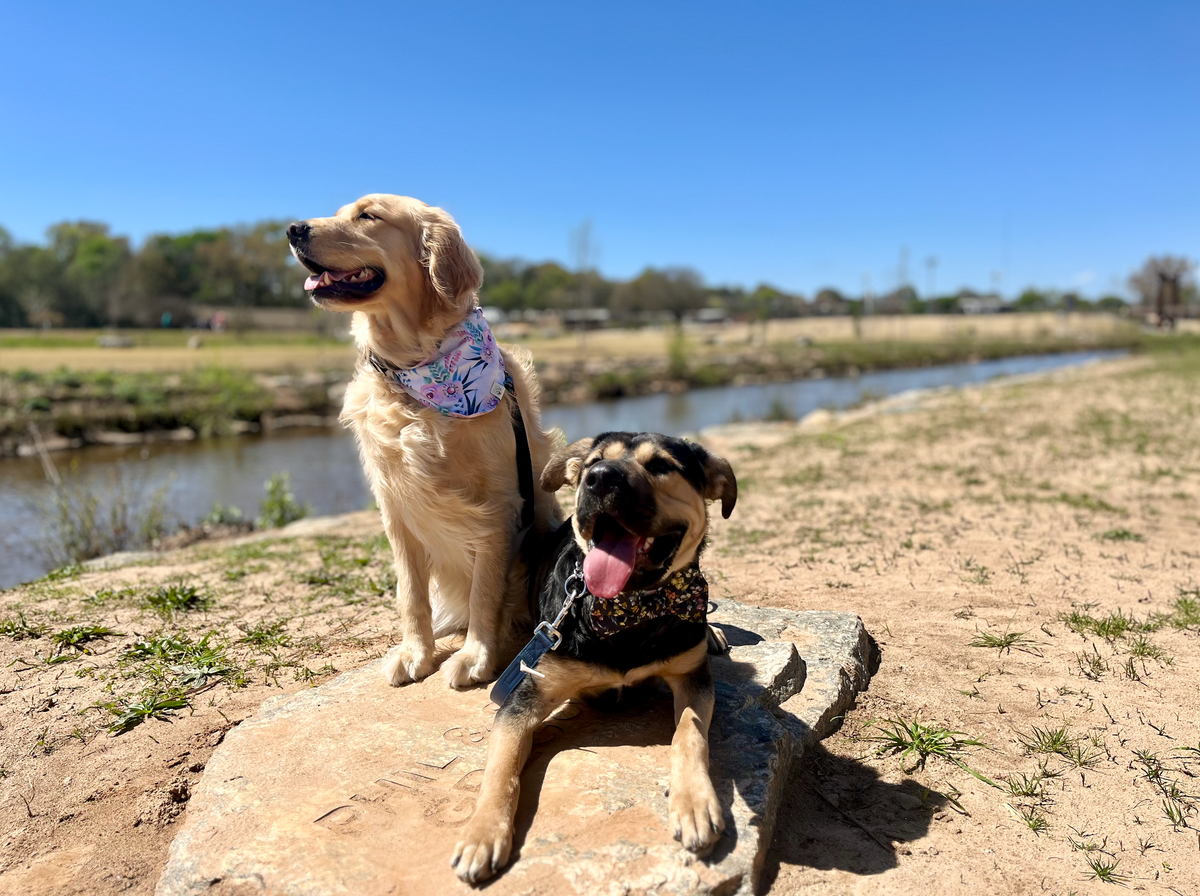 Good dog clearance trail